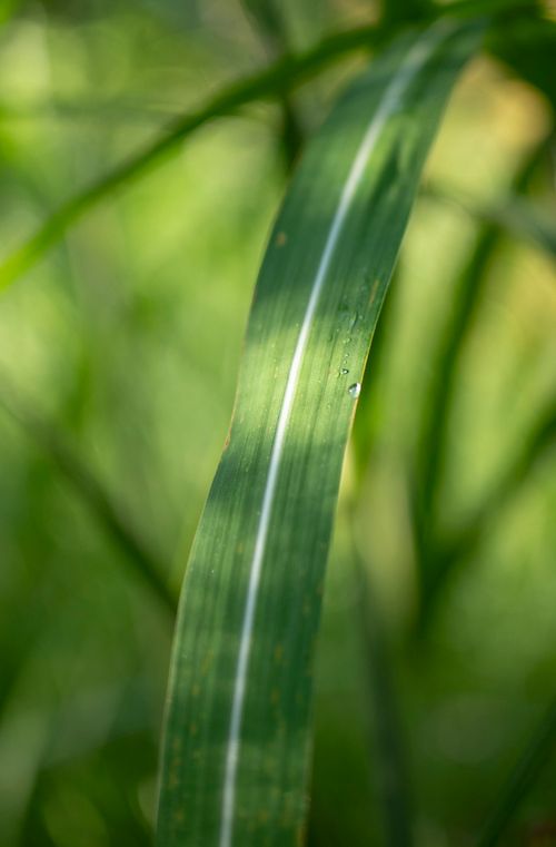 Free A detailed view of a dew-covered leaf blade in natural green surroundings, showcasing freshness. Stock Photo