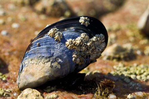 Free Barnacle-encrusted mussel shell on a rocky coastal terrain, detailed close-up. Stock Photo
