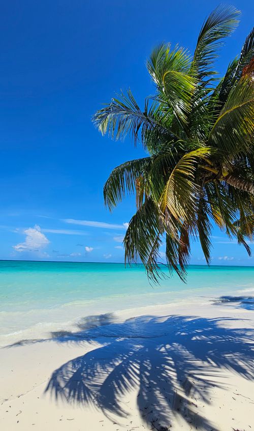 Free Serene tropical beach with vibrant palm trees casting shadows on white sand. Stock Photo