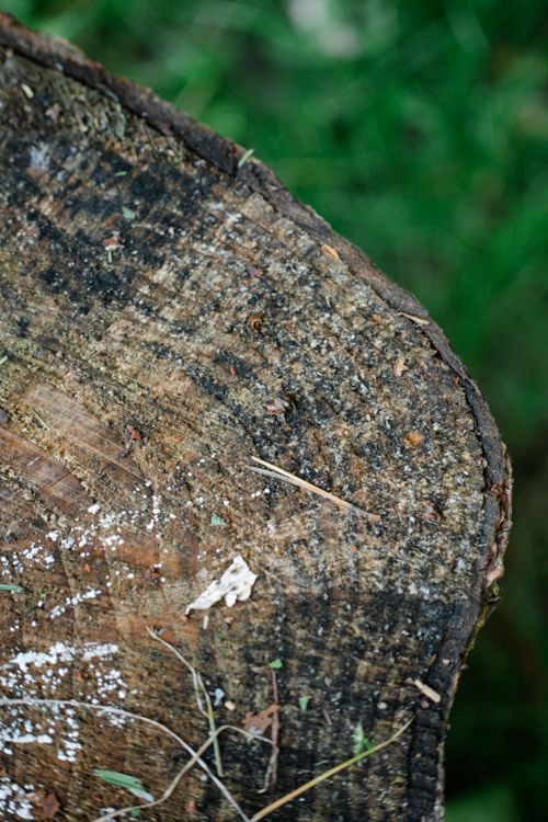 Free Detailed view of tree stump showing annual rings and textures in a natural setting. Stock Photo