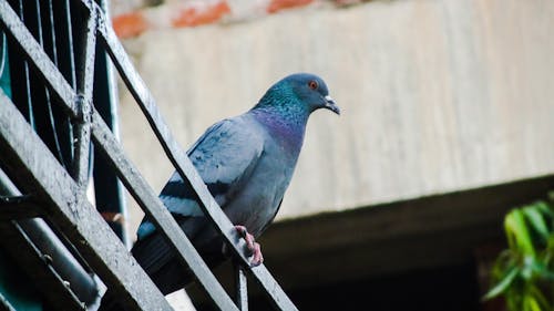Blue Pigeon on Metal Rail
