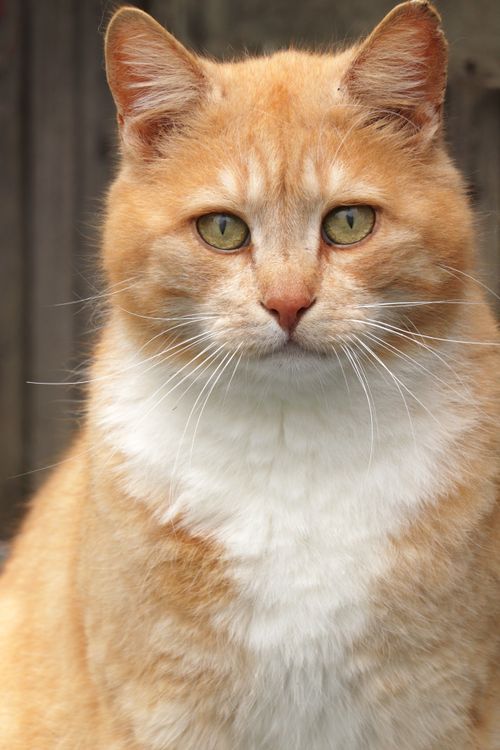 Free Close-up portrait of a ginger domestic cat with amber eyes, sitting outdoors. Stock Photo