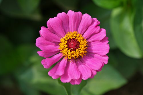Free A close-up of a vivid pink zinnia flower showcasing its bright yellow center. Stock Photo
