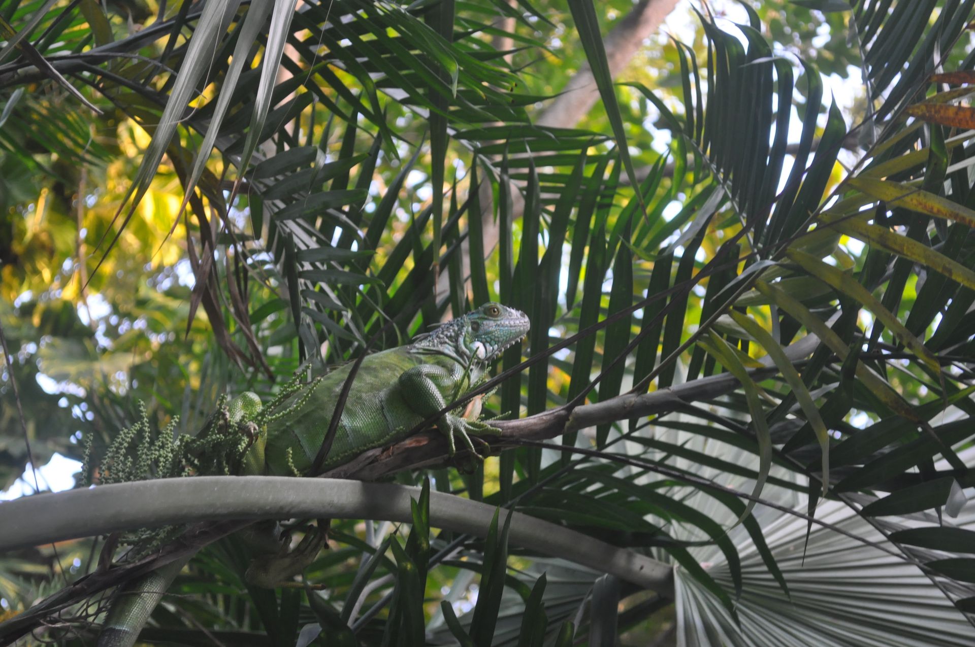 A green iguana camouflaged among lush tropical foliage in Playa del Carmen, Mexico.