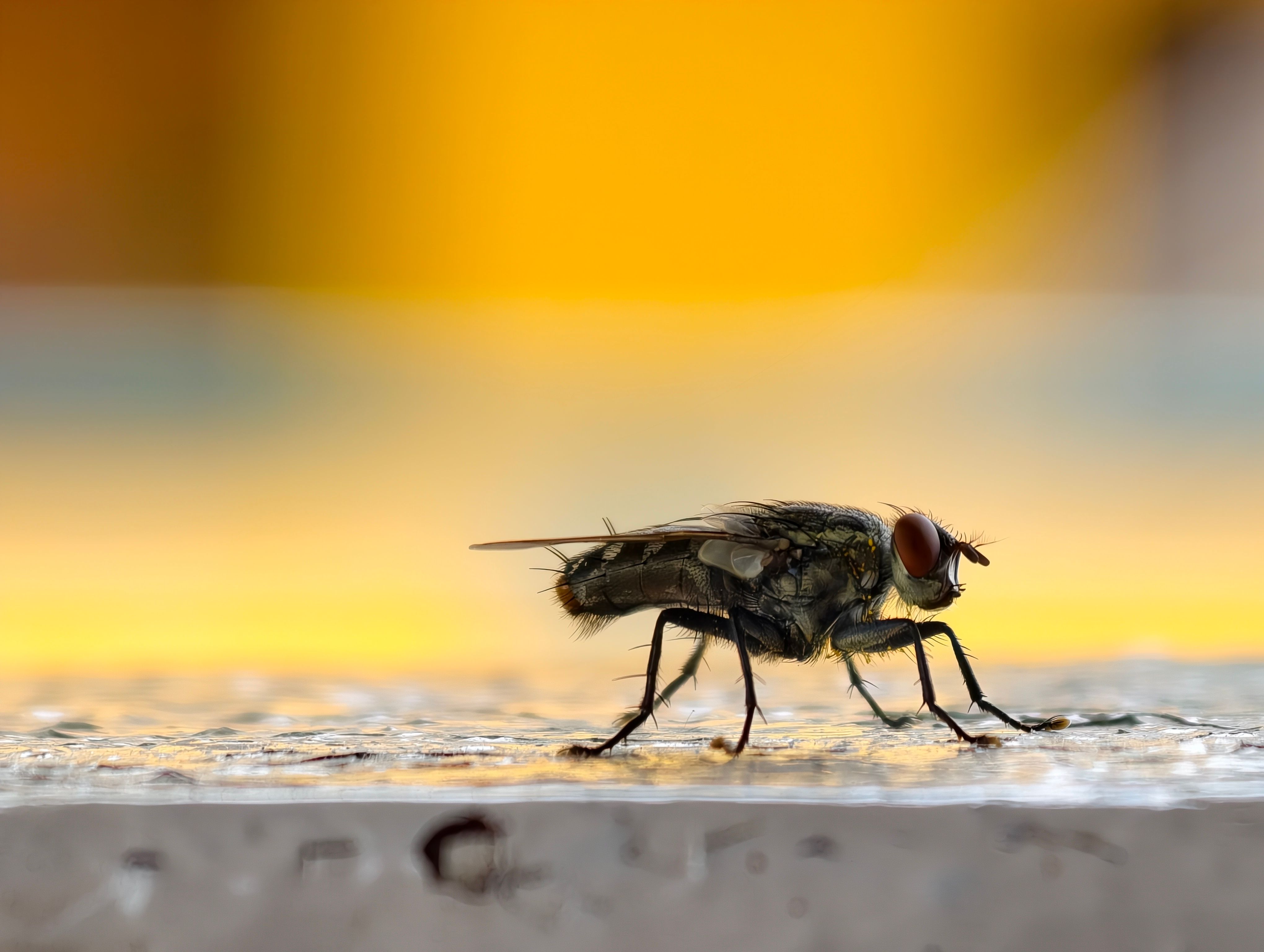 commercial pest control for restaurants