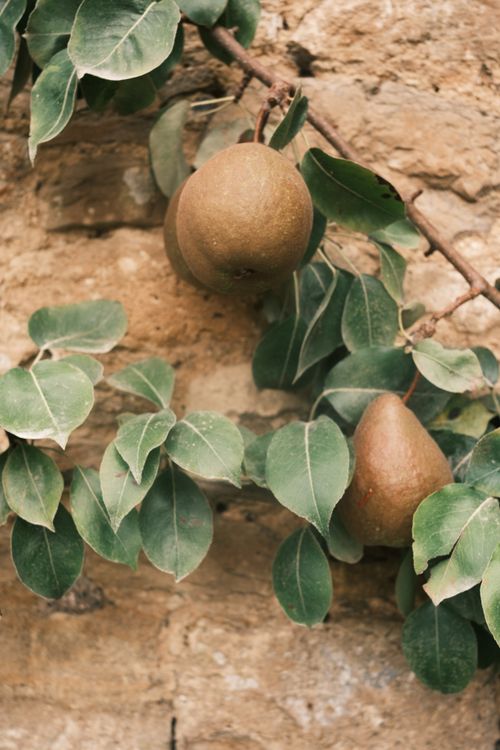 Free Rustic close-up shot of two pears hanging on a branch against an aged stone wall, evoking a natural and earthy feel. Stock Photo