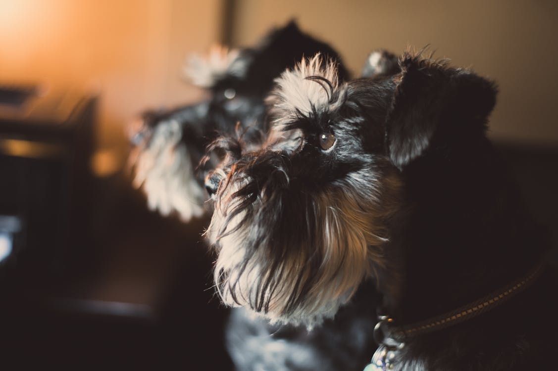 Kostenloses Stock Foto zu bezaubernd, haustier, hund