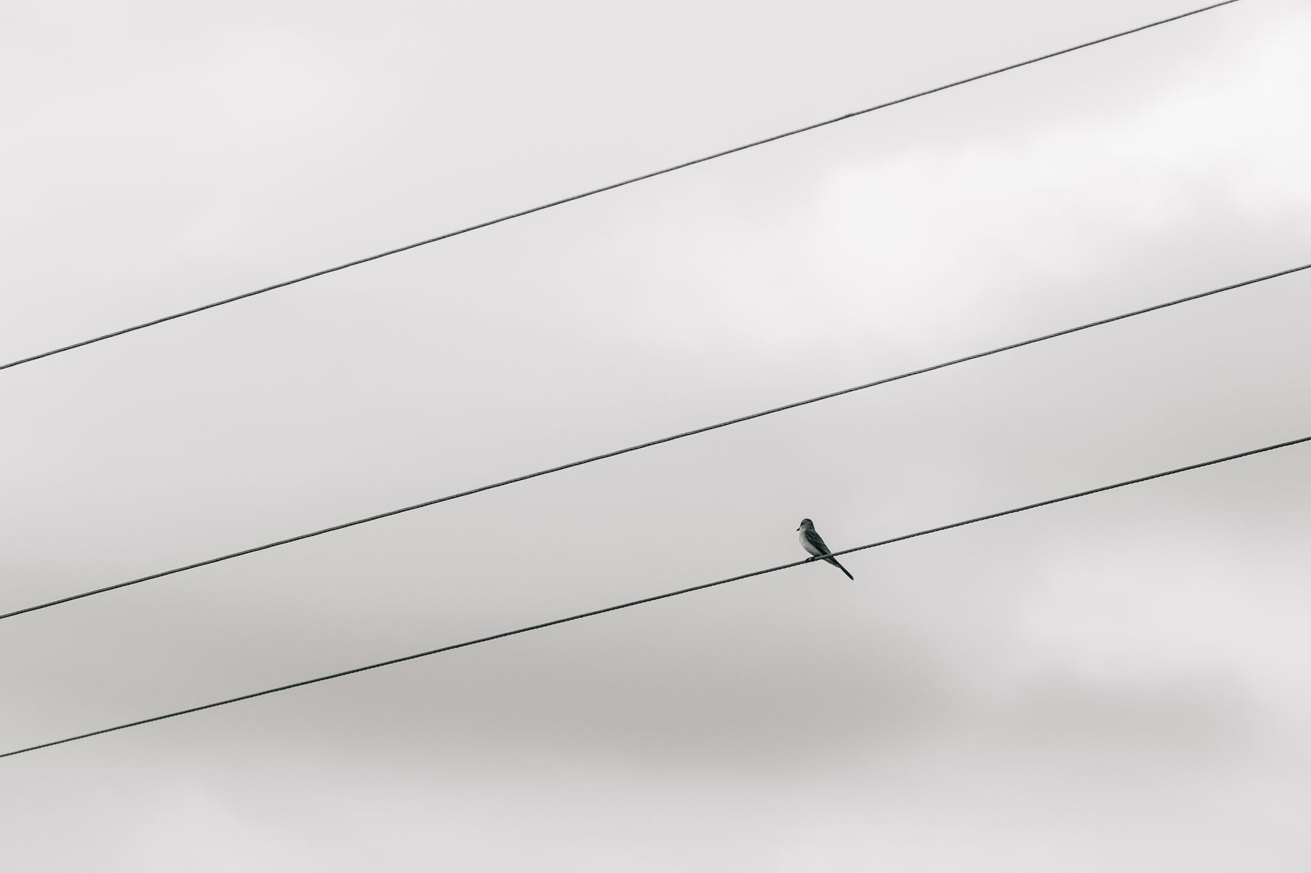 A single bird perched on a power line set against a cloudy sky, embodying simplicity and solitude.