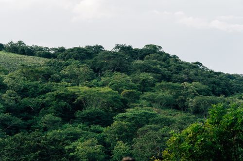 Free Vibrant green forest covering rolling hills under a cloudy sky, showcasing rich biodiversity. Stock Photo