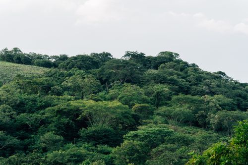 Free A vibrant, lush forest landscape under a bright summer sky, showcasing the beauty of nature. Stock Photo