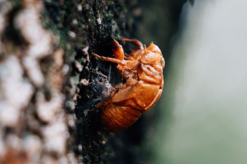 Free Detailed view of a brown cicada shell attached to textured tree bark. Stock Photo
