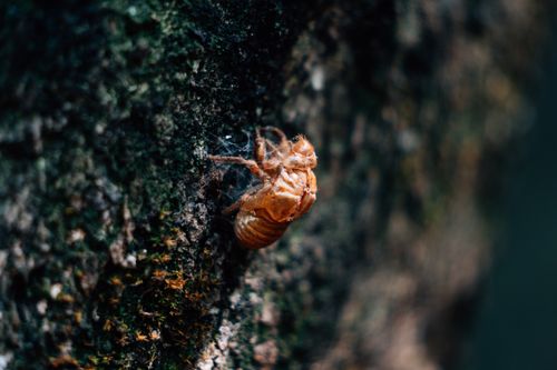 Free Detailed close-up of a cicada exoskeleton attached to a tree trunk. Stock Photo