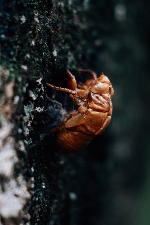 Free Detailed macro shot of a cicada shell clinging to a tree trunk. Stock Photo