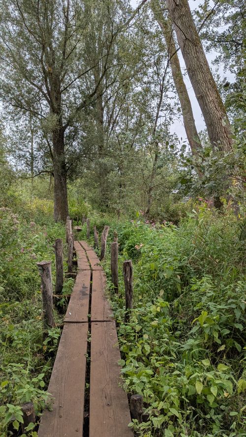 Free Explore the lush greenery along a rustic wooden path in Vorselaar forest, Belgium. Stock Photo