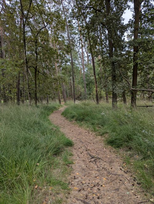 Free Explore the tranquil woodland trail in Vorselaar, Belgium, perfect for nature walks and hikes. Stock Photo