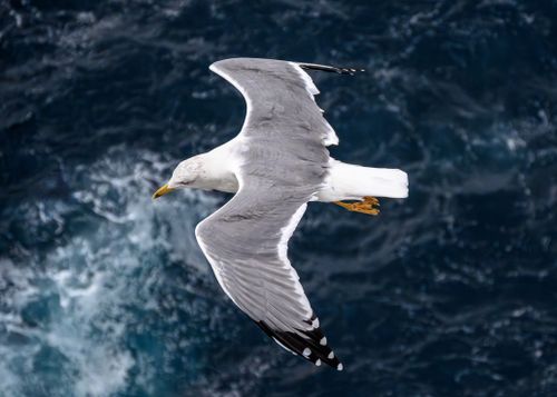 Free A seagull gracefully glides over the deep blue sea near Naples, Italy. Stock Photo