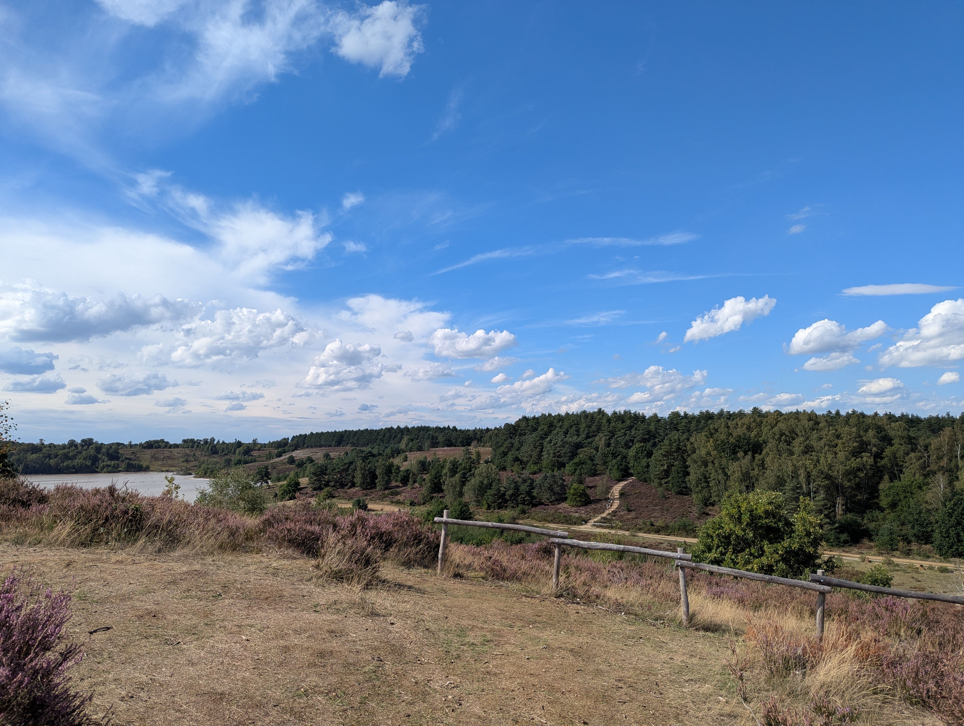 Beautiful view of heather and forest under a bright blue sky in Maasmechelen, Belgium.