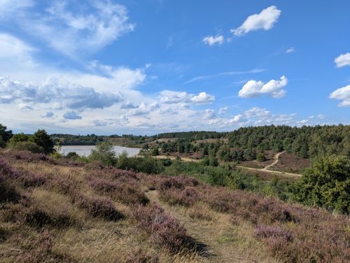 Free Beautiful heather field under a vibrant sky in Maasmechelen, België. Stock Photo