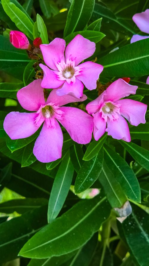 Free Close-up of vivid pink oleander flowers with lush green leaves, showcasing natural beauty in summer. Stock Photo