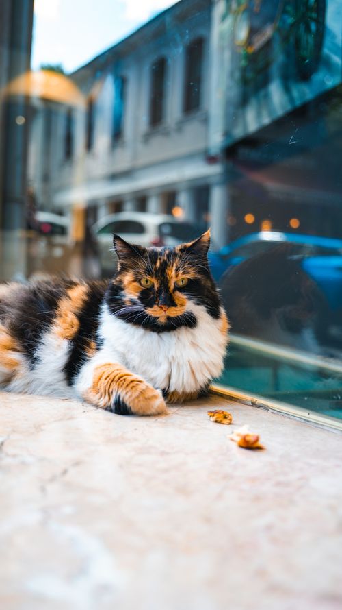 Free Calico cat lounging by a window in İstanbul. Vibrant city scene with a touch of feline charm. Stock Photo