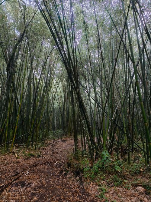 Free Explore a misty bamboo forest with towering shoots creating a serene, natural pathway. Stock Photo
