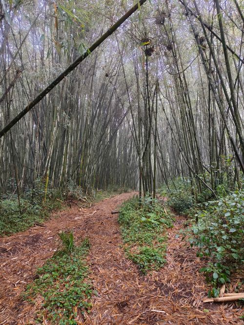 Free Explore a tranquil bamboo forest path with dense foliage on a misty day. Stock Photo