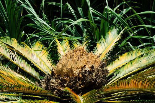 Detailed close-up of a Cycad palm tree with vivid, sunlit leaves.