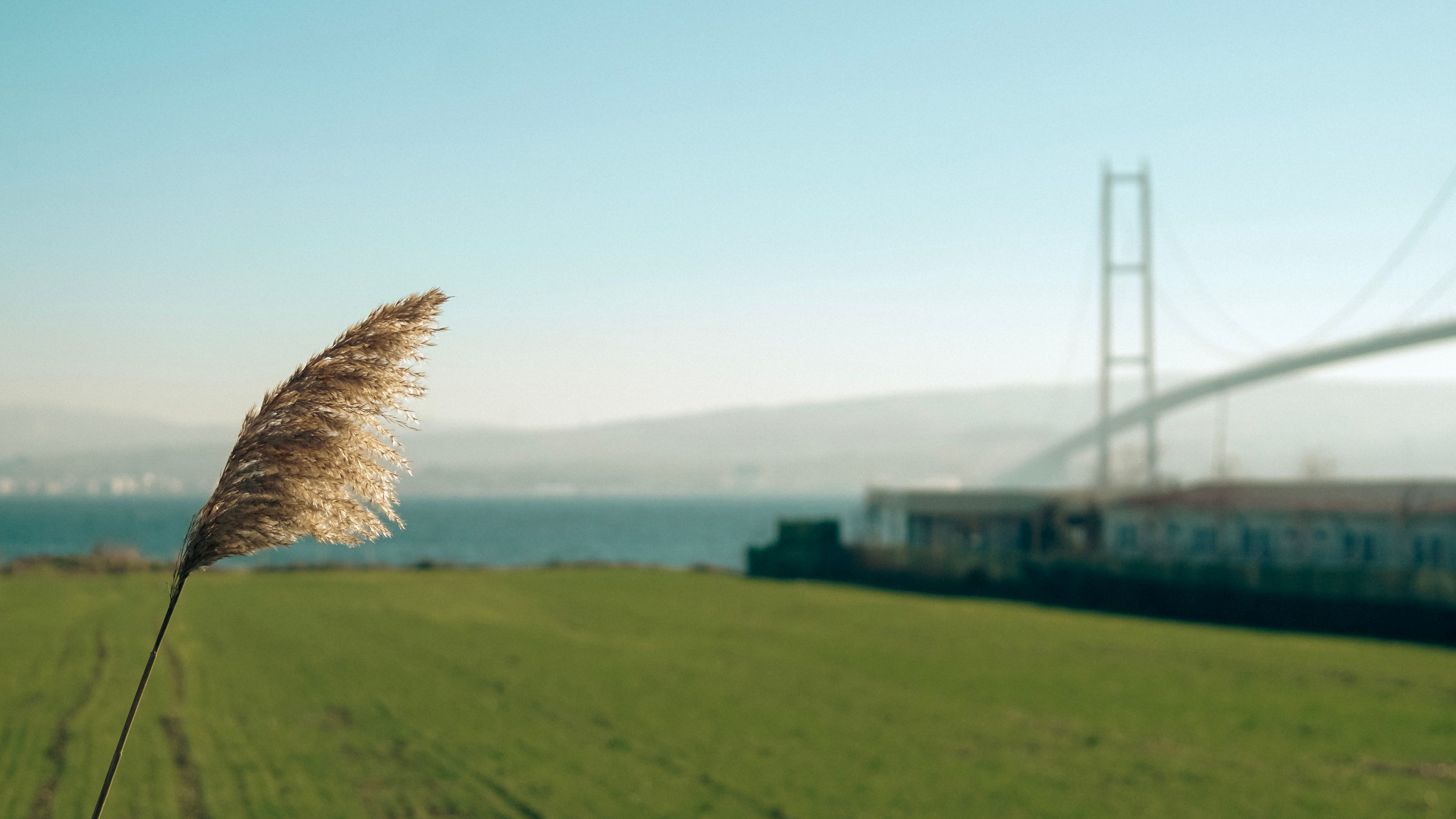 A serene landscape with Çanakkale Bridge and a grassy field under a clear sky.