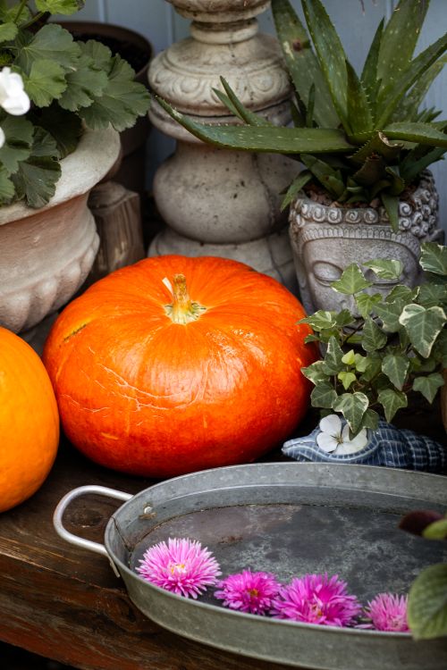 Free Colorful autumn scene with pumpkins, potted plants, and decorative elements. Stock Photo