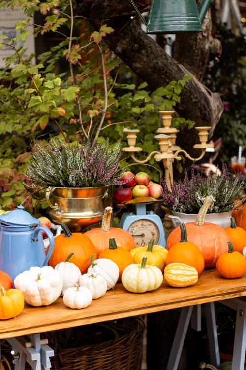 Free Autumn scene with assorted pumpkins, apples, and rustic decor on a wooden table outdoors. Stock Photo