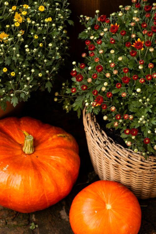 Free Vibrant pumpkins and chrysanthemums in a fall setting, perfect for autumn decoration. Stock Photo
