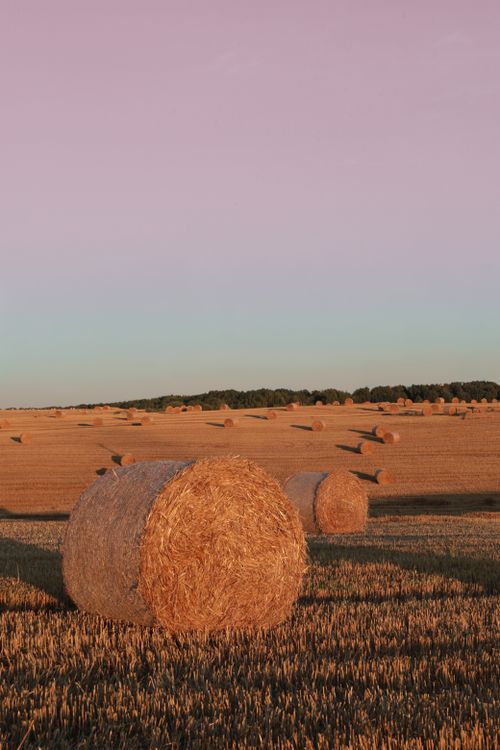Free A peaceful landscape of golden hay bales under a pink sky, captured at dusk, emphasizing agriculture and nature. Stock Photo