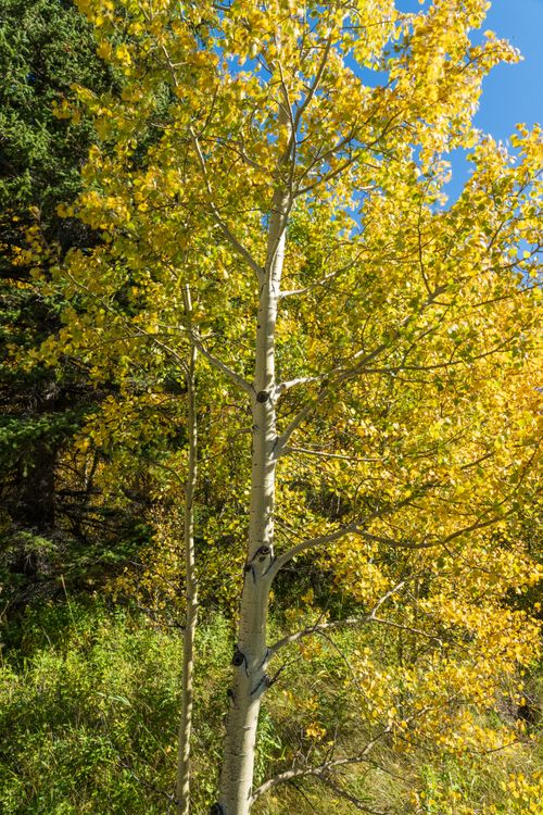 Free Vibrant golden aspen tree basking in Montana's autumn sunlight, showcasing fall foliage. Stock Photo