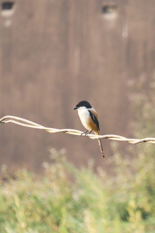 Free A Long-tailed Shrike (Lanius schach) perched on a wire with a blurred natural background. Stock Photo