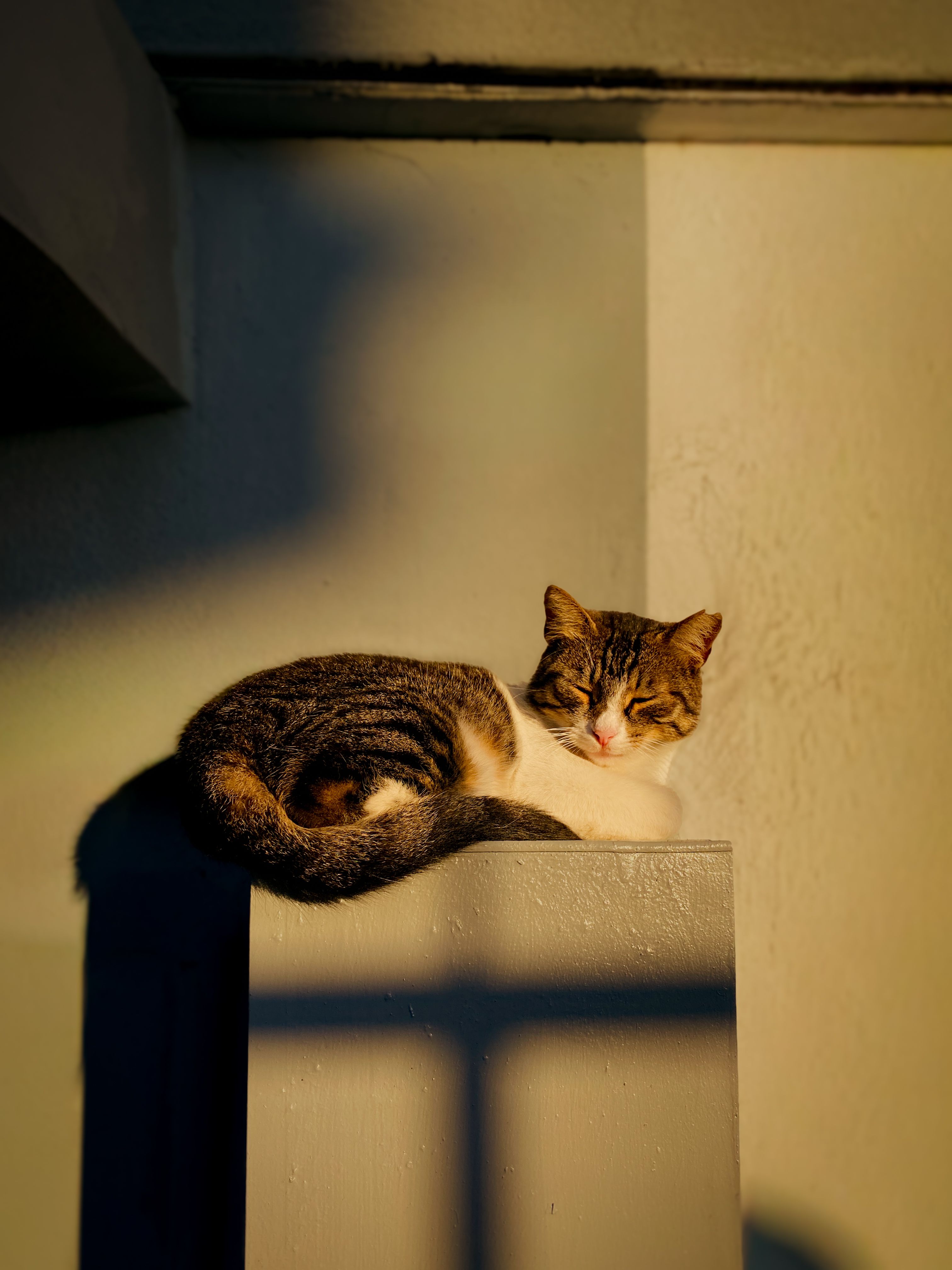 A relaxed cat basking in the sunlight on a wall, casting shadows in an Istanbul alleyway.