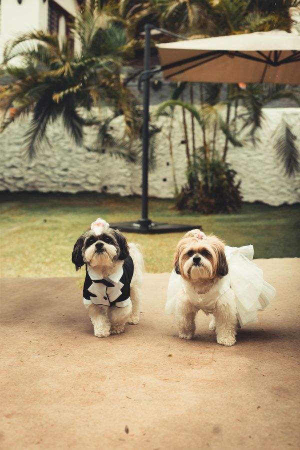 Dois cães da raça Shih Tzu vestidos de noiva e noivo em um casamento ao ar livre em São Paulo, Brasil.