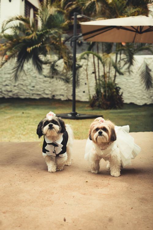 Free Two Shih Tzus dressed as bride and groom in an outdoor wedding setting in São Paulo, Brazil. Stock Photo
