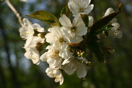 Beautiful cherry blossoms in full bloom during springtime, captured against a lush green background.
