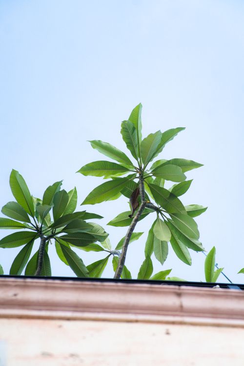 Free Tropical plant leaves reaching towards a clear blue sky, showcasing minimalist nature. Stock Photo