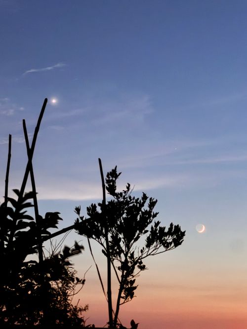 Free Beautiful twilight sky featuring a crescent moon and Venus, framed by silhouetted trees. Stock Photo