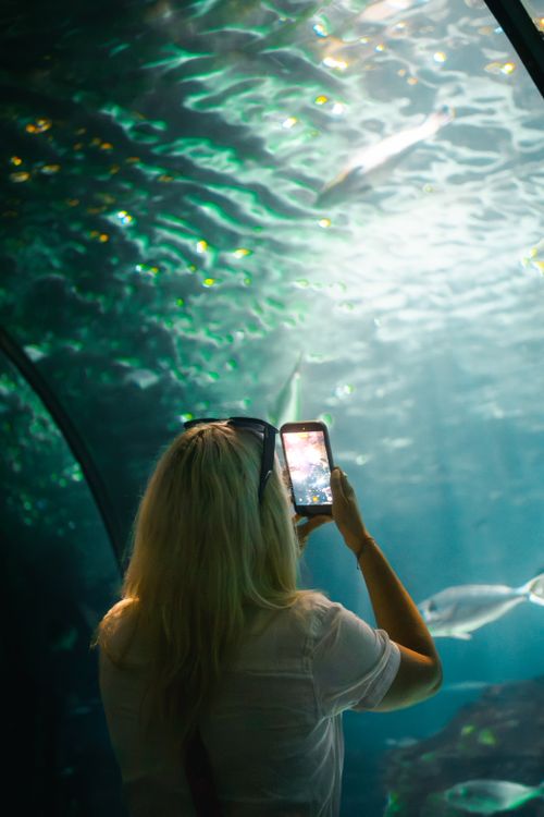Free Visitor captures underwater scene in aquarium tunnel in Barcelona, Spain. Stock Photo