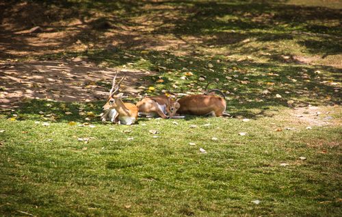 Free Beautiful antelopes resting on a grassy field under the warm sunlight, surrounded by fallen leaves. Stock Photo