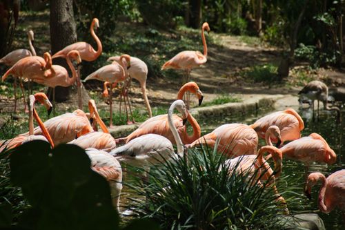 Free A group of flamingos gathered by a pond in a lush, outdoor setting. Stock Photo
