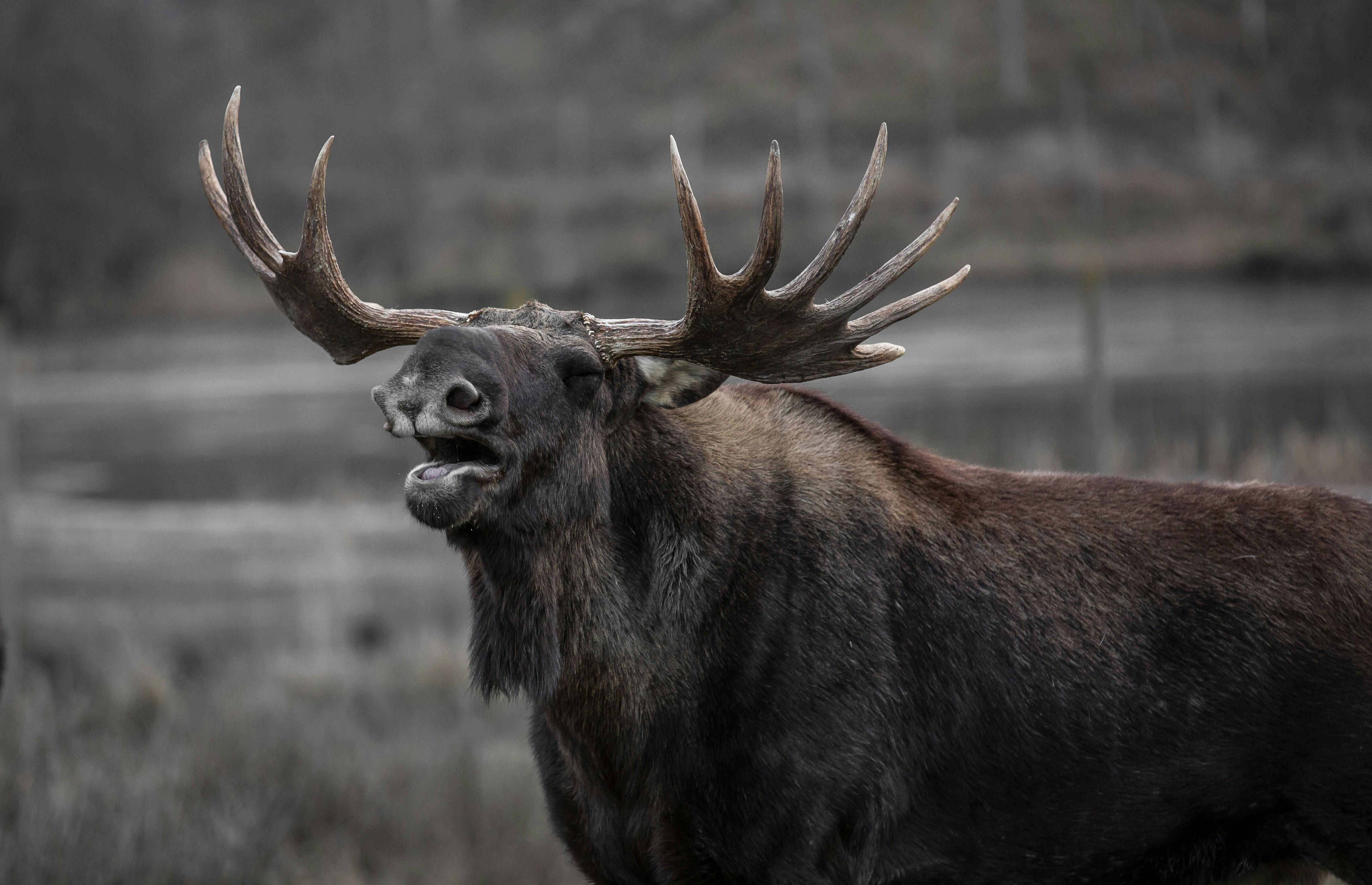 Moose graphy wild nature animal HD wallpaper  Peakpx