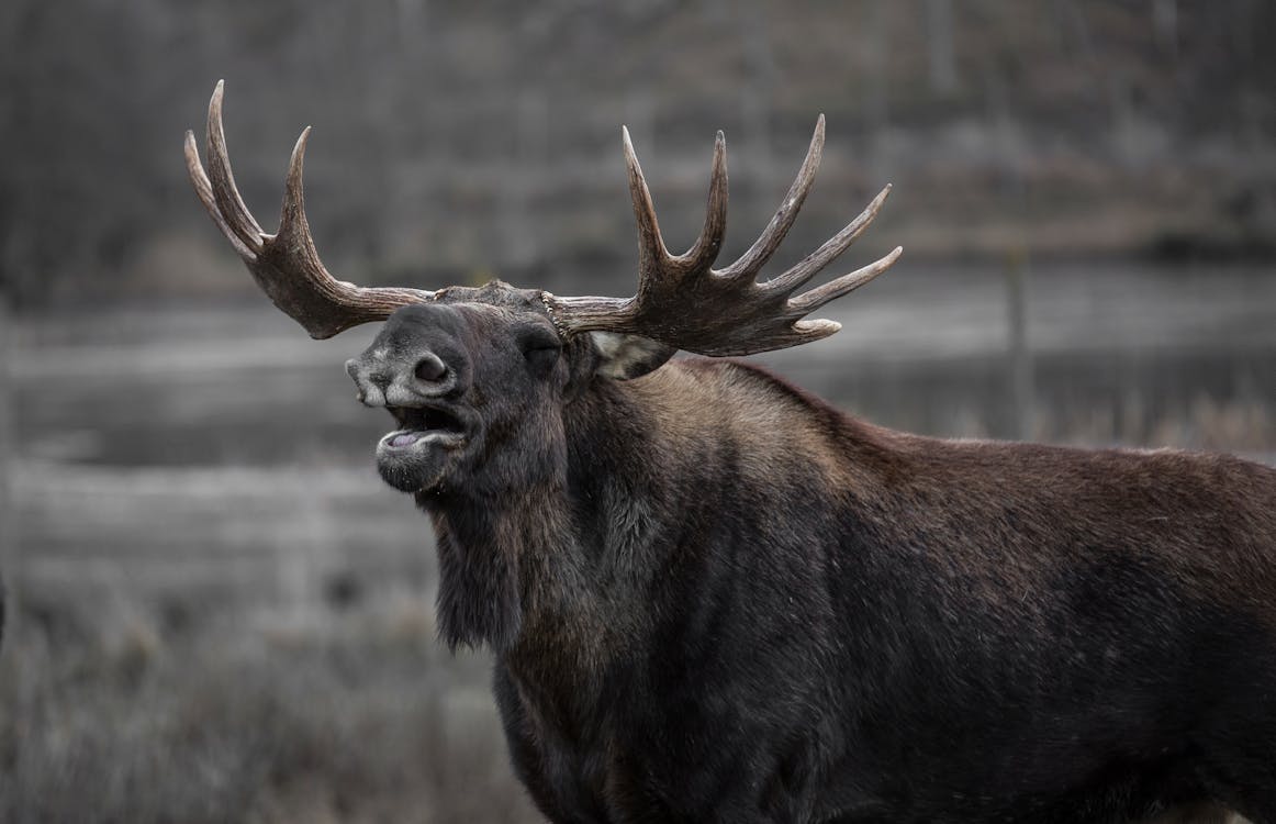 Miễn phí Brown Moose Ảnh lưu trữ