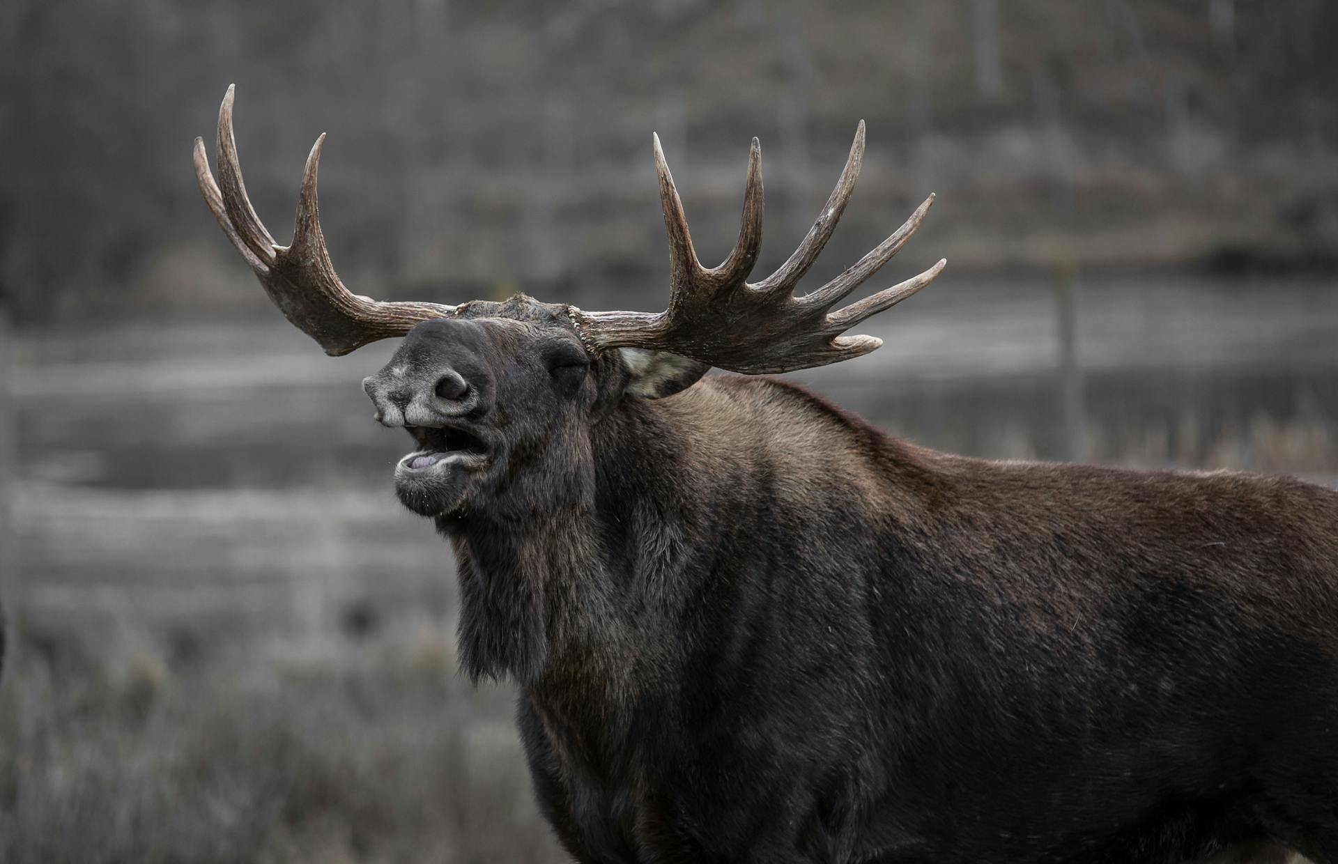 Close-up of a moose in the wild showcasing its antlers and natural beauty.