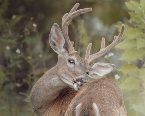 Free Close-up portrait of a white-tailed deer with velvet antlers in its natural habitat. Stock Photo