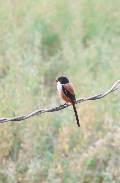 Free A vibrant long-tailed shrike perched on a wire amidst lush green foliage. Stock Photo