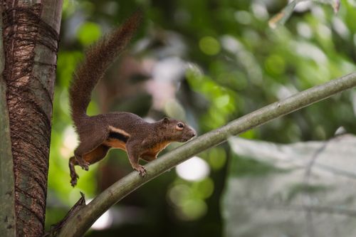 Free A dynamic capture of a squirrel in mid-air among lush tropical foliage in Singapore. Stock Photo