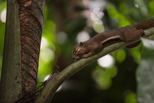 Free A peaceful squirrel sleeping on a tropical branch amidst vibrant greenery in Thailand. Stock Photo